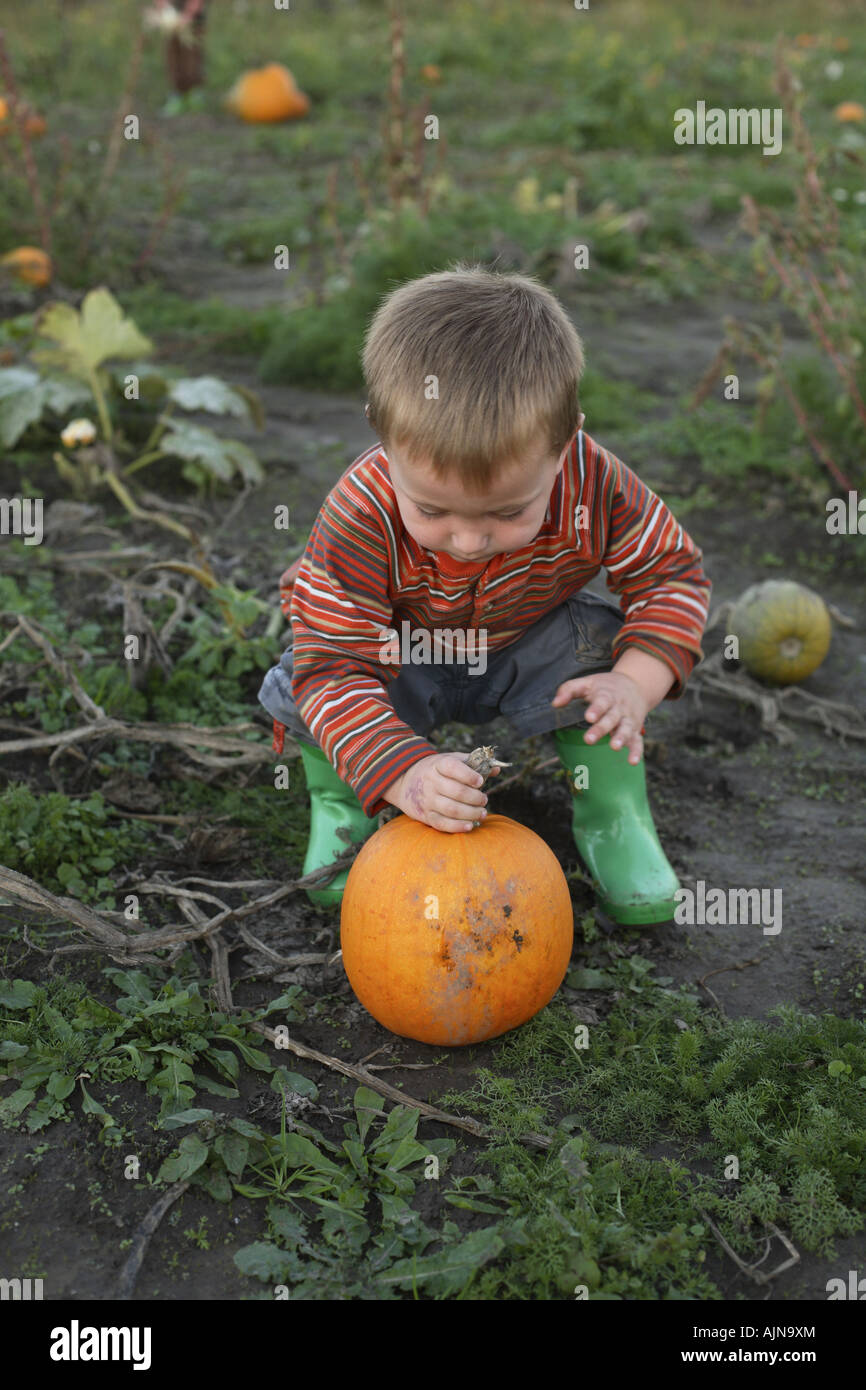 Two year old boy picking a pumpkin Stock Photo