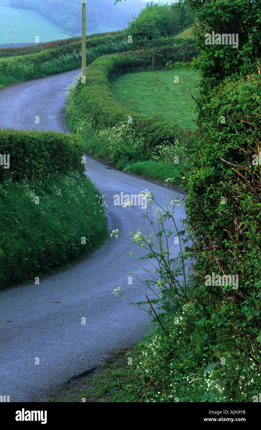 A quiet country lane with hedges and Hedge Parsley flowering on the verges. Powys, Wales, UK. Stock Photo