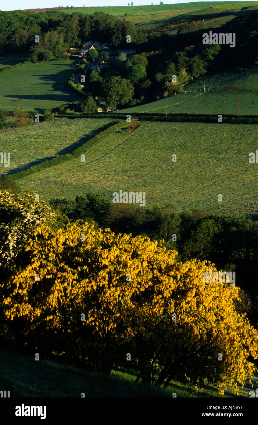 Laburnum hedge in full flower with a view across valley to a farm. Near Llanidloes, Powys, Wales, UK. Stock Photo