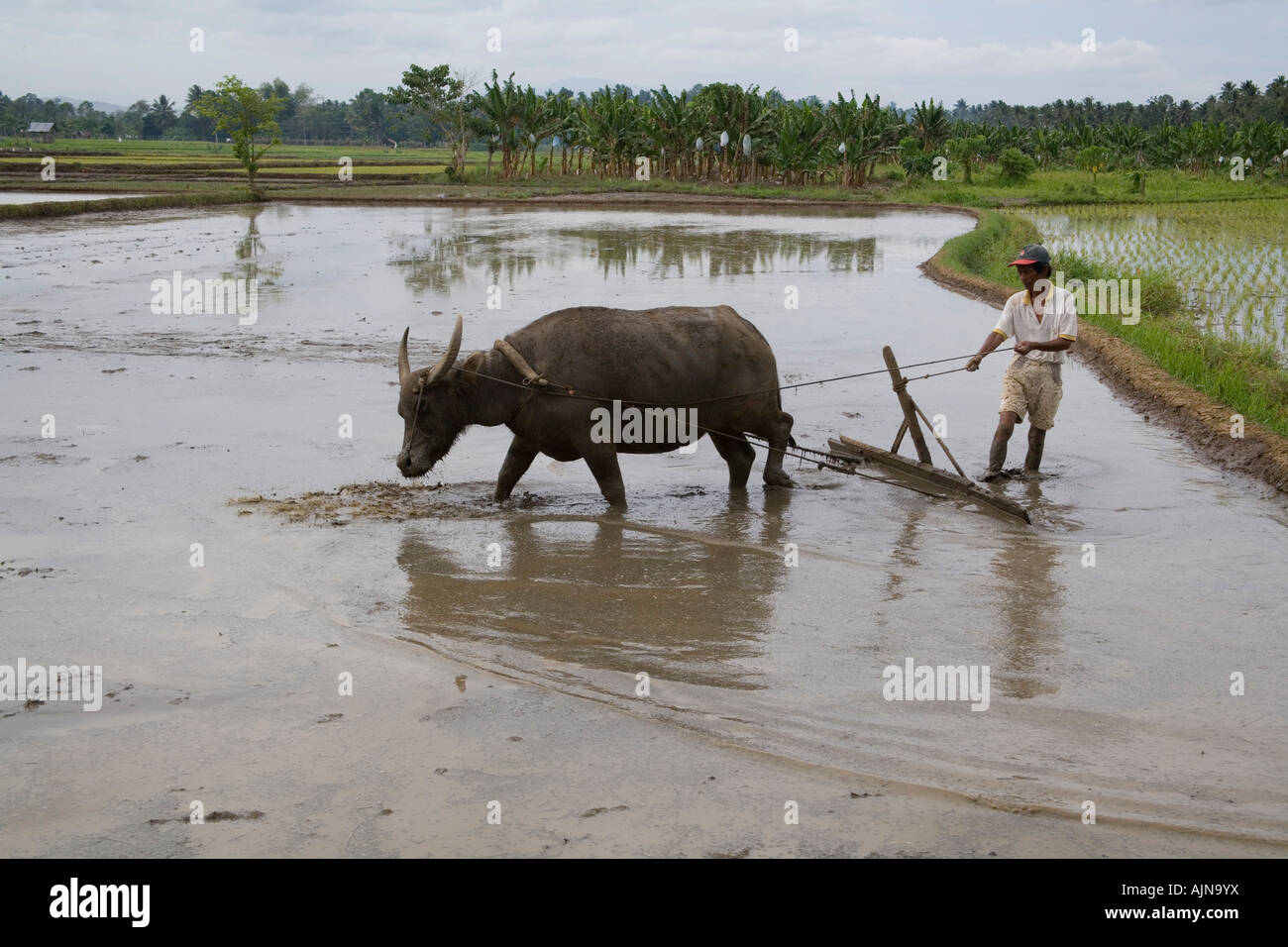 Carabao Plowing Rice Field Hi Res Stock Photography And Images Alamy