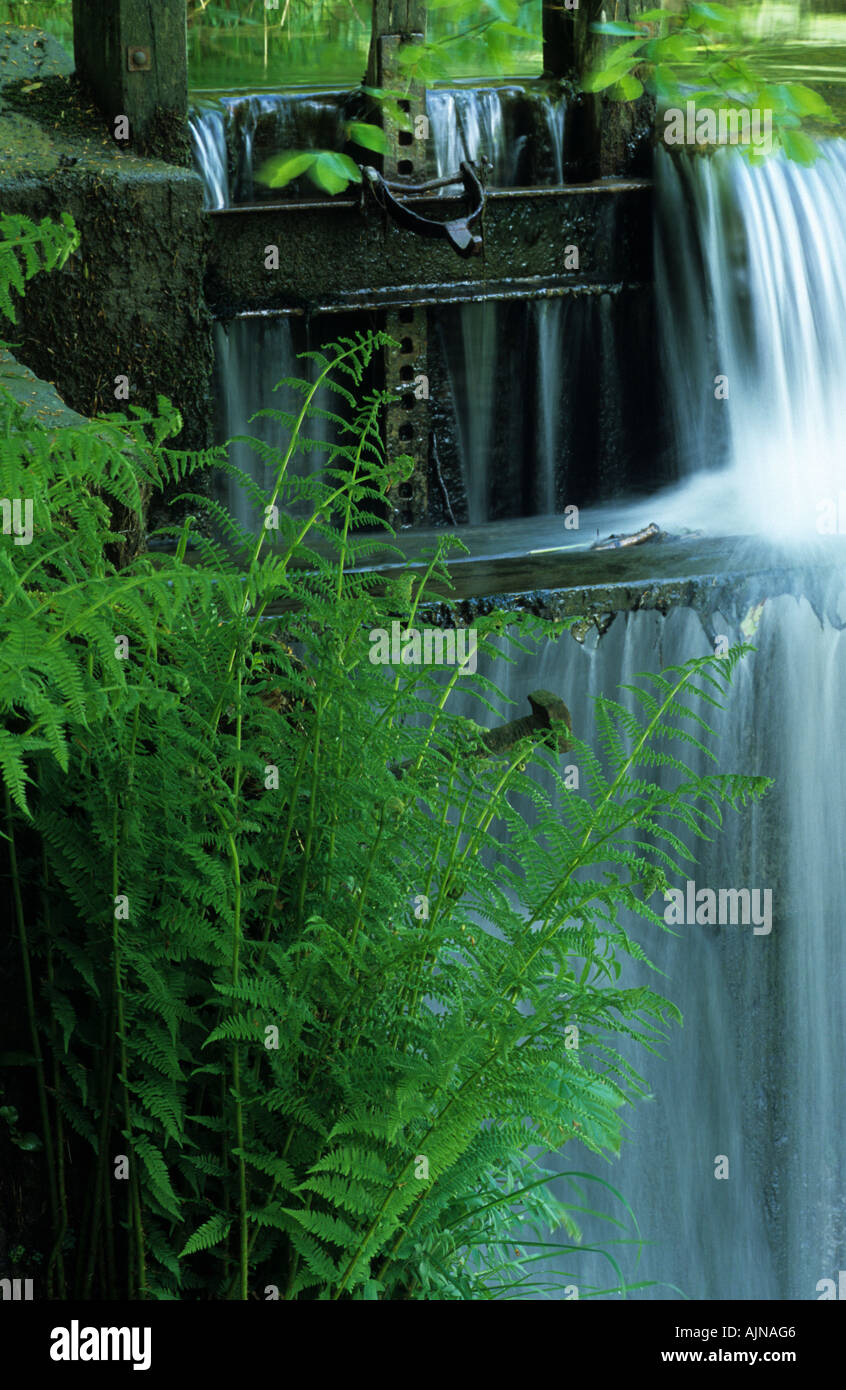 Ferns, Weir, and Water. A sluice gate on a weir on the River Severn (Afon Hafren) Powys, Wales, UK. Stock Photo