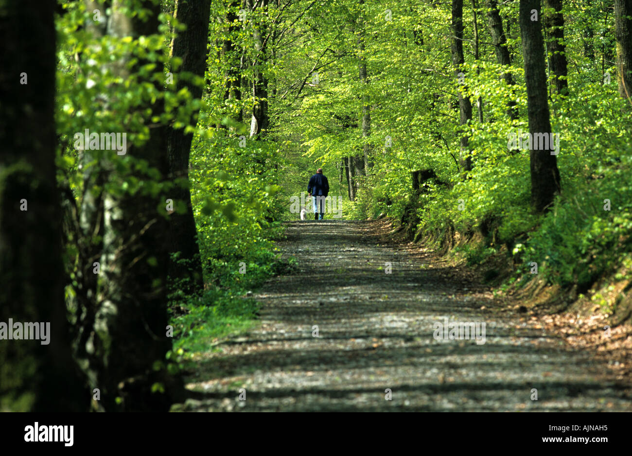 Man walking a dog through a beech woodland in Spring. Llanidloes, Powys, Wales, UK. Stock Photo