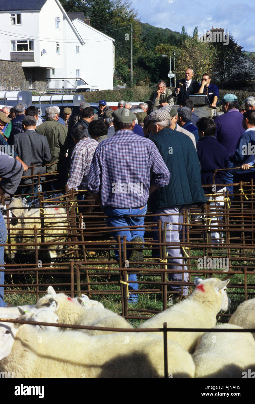 Farmers and bystanders around the sale ring at a breeding sheep sale, auctioneer and seller on the rostrum. Llanidloes. Powys. Stock Photo