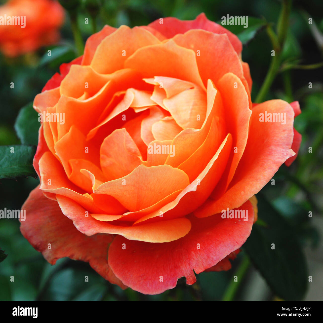 Single orange colour rose in full bloom Stock Photo Alamy