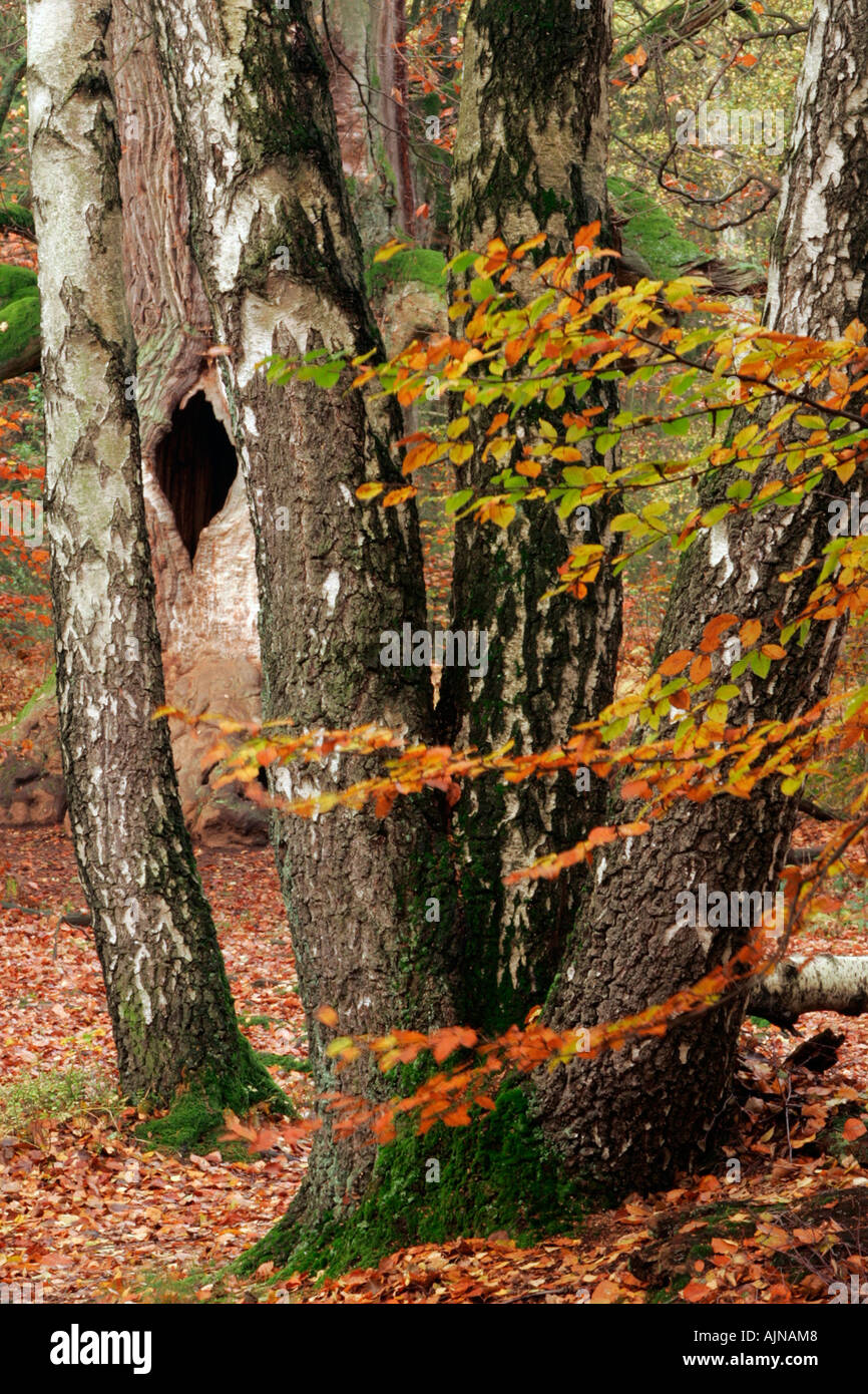 Oak birch and beech trees in autumn woodland Germany Stock Photo