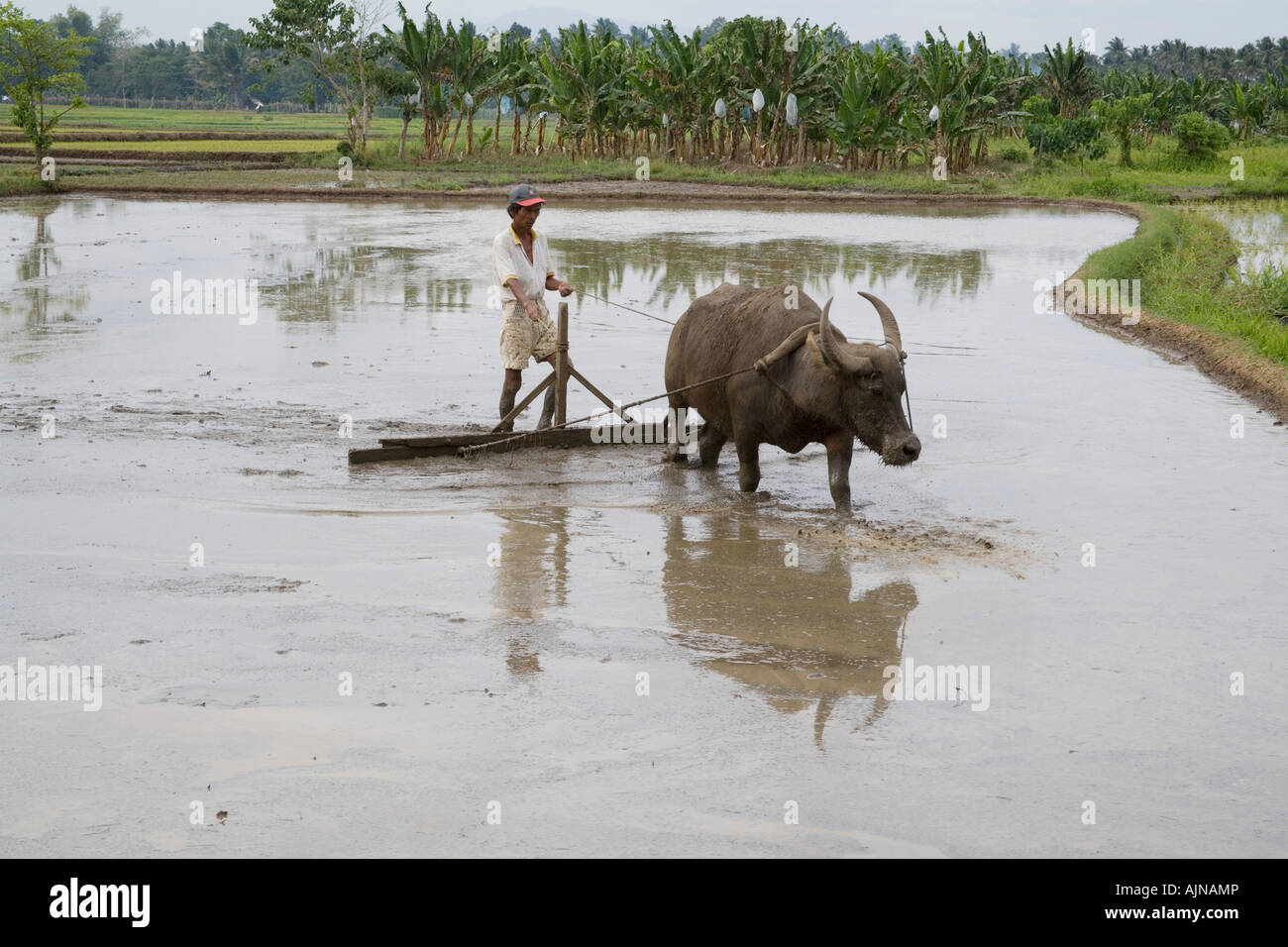 A Filipino Rice Farmer Prepares The Field For Rice Planting Using