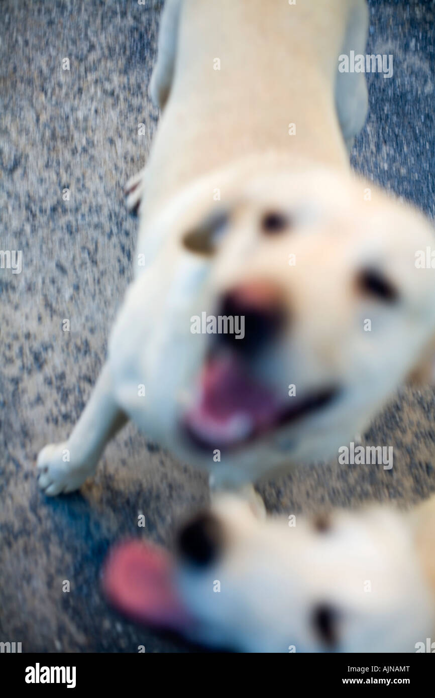 out-of-focus-blond-yellow-labradors-pant