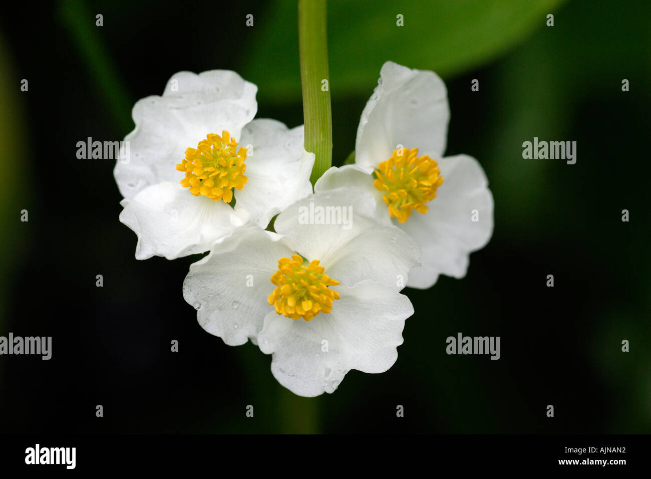 Arrowhead water plant flowers in garden pond Stock Photo Alamy