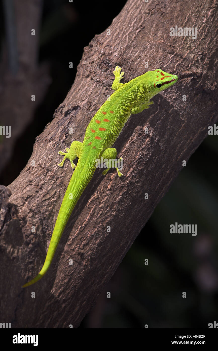 gecko lizard on tree trunk Stock Photo Alamy