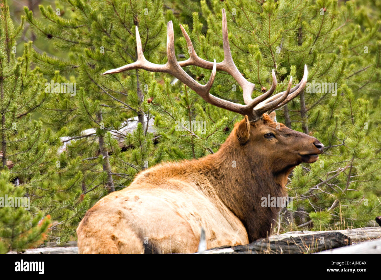 Sustainabilityyellowstone Hi-res Stock Photography And Images - Alamy