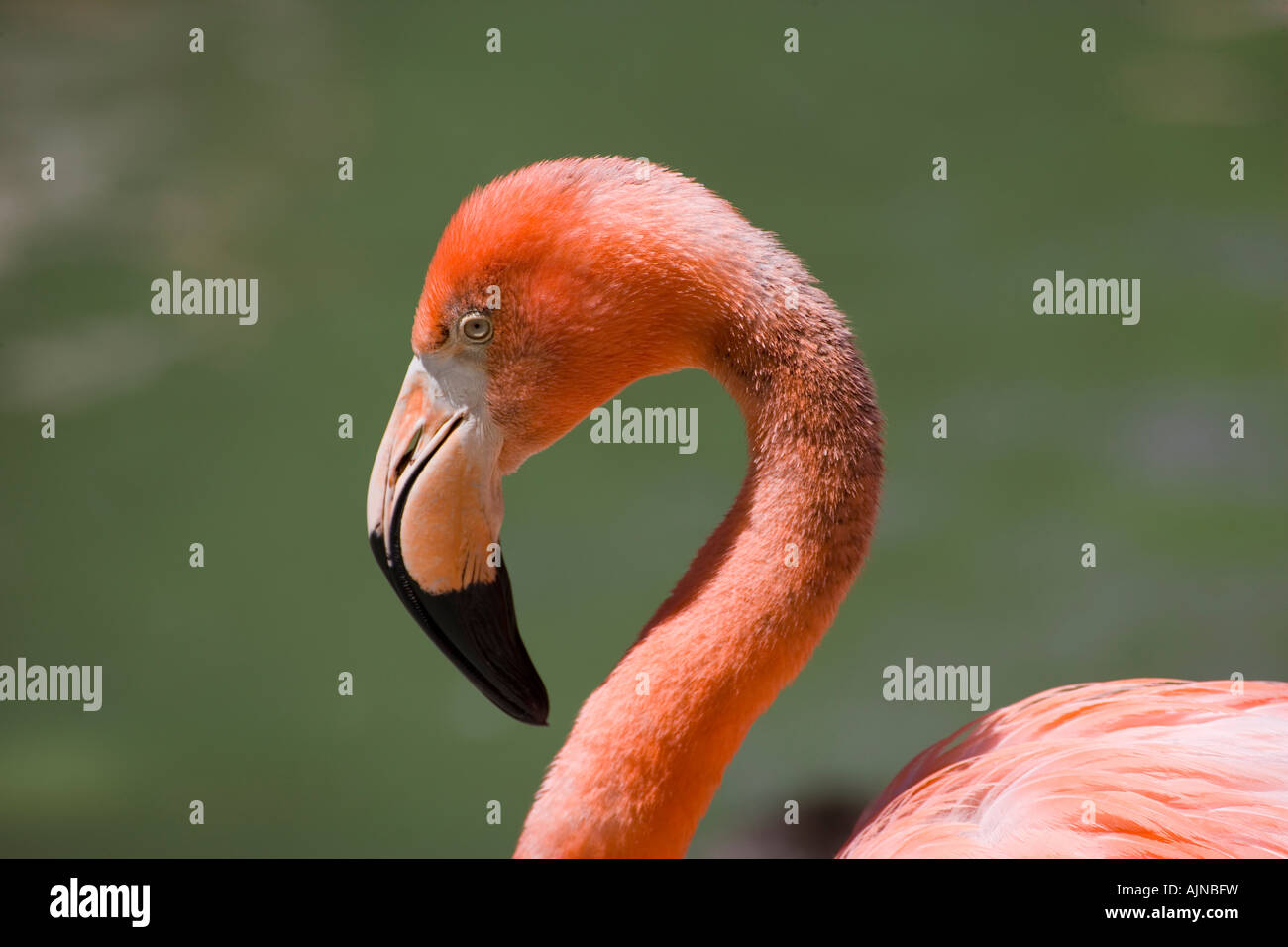 Lesser Flamingo Profile Portrait Stock Photo