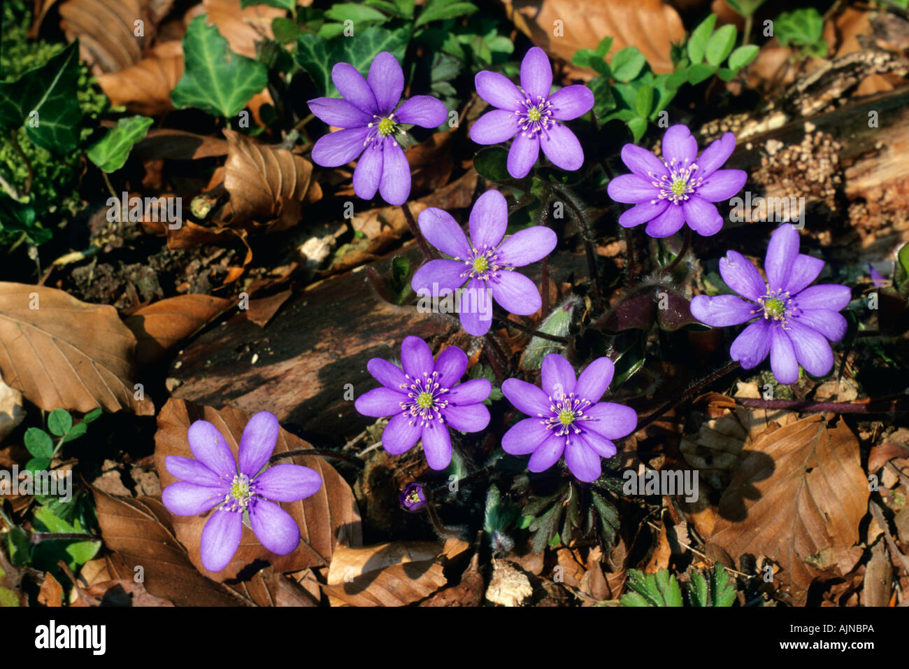Hepatica, Hepatica nobilis, flowers Stock Photo - Alamy