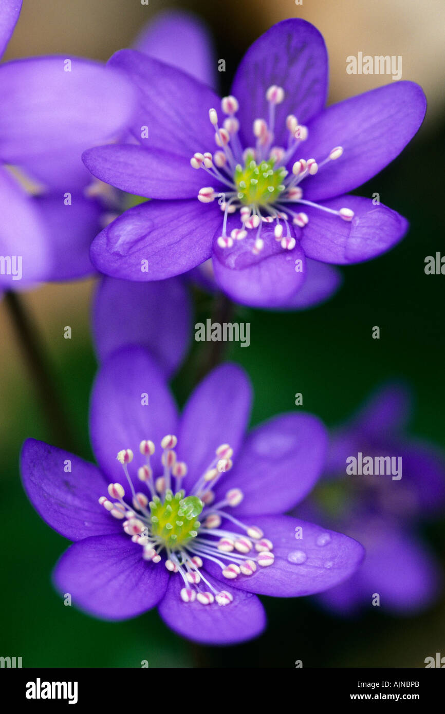 Plant hepatica hi-res stock photography and images - Alamy
