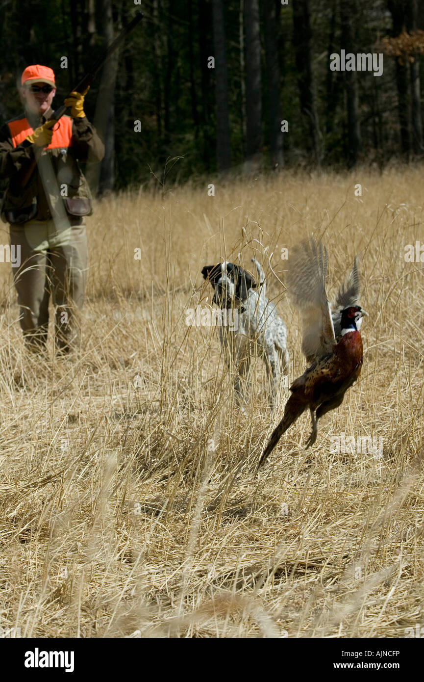 Ring necked pheasant takes flight as hunter and dog approach. Stock Photo