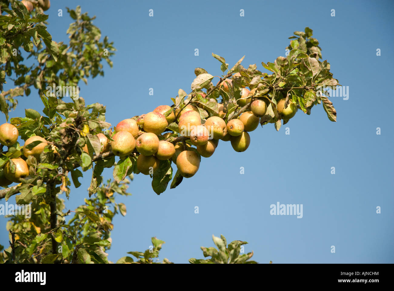 English apples on apple tree Stock Photo
