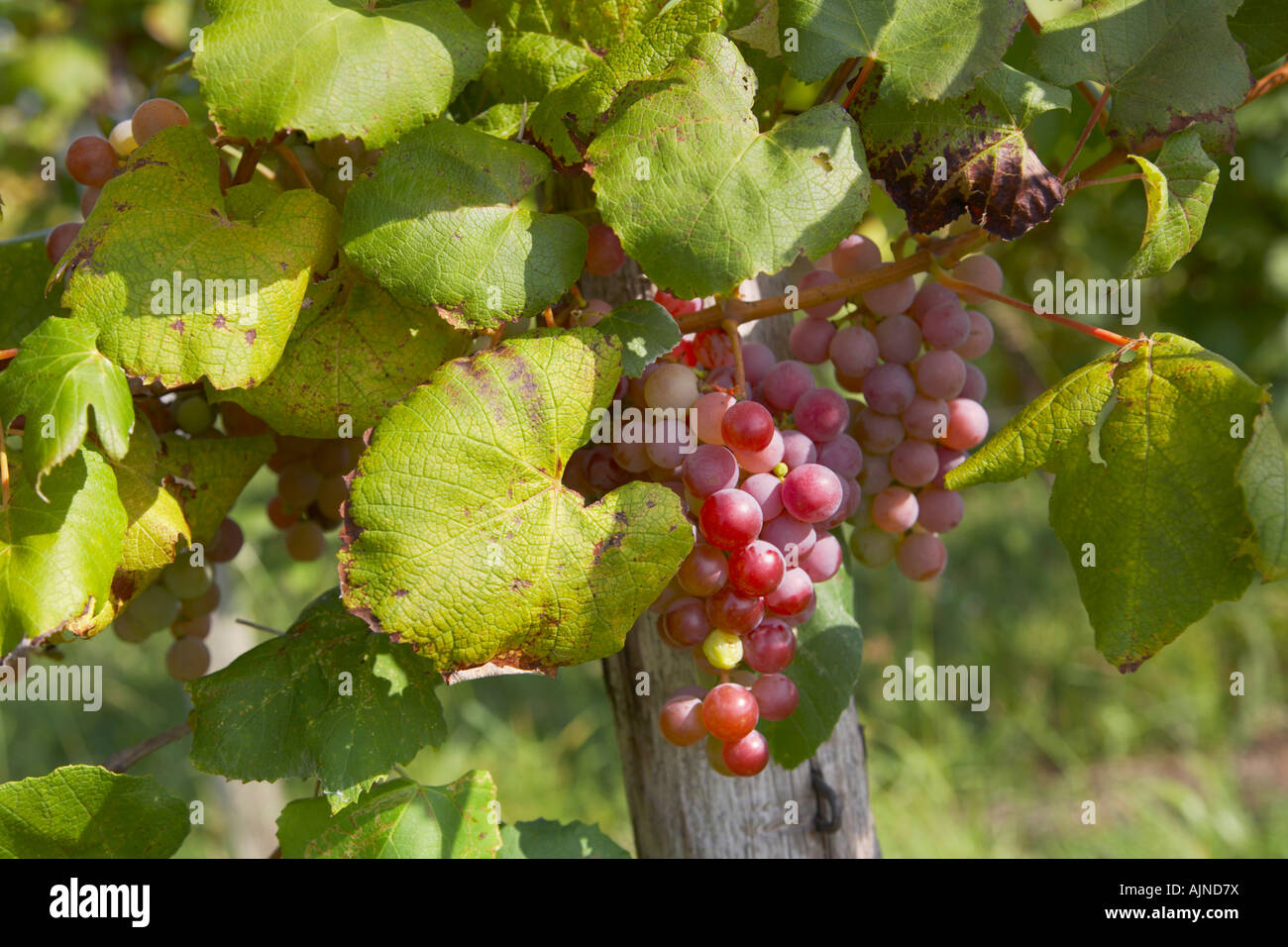Ripe grapes on vines in vineyard in the Finger Lakes Region of New York State in the United