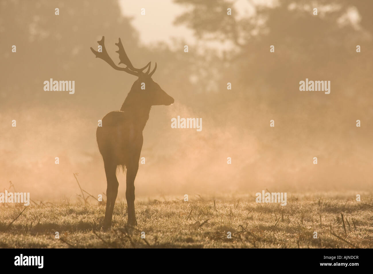 Deer in misty morning Richmond Park London UK Stock Photo
