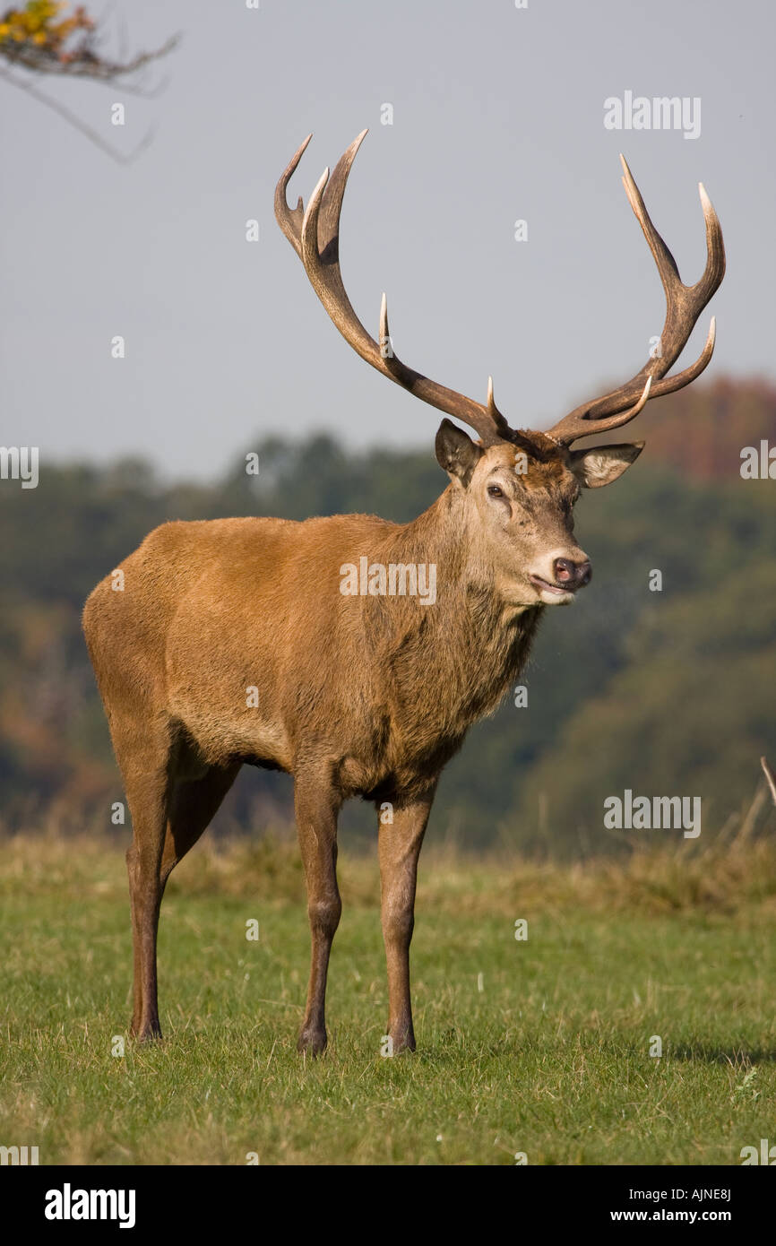 Male Stag deer during rutting mating season Richmond Park, London, UK Stock Photo