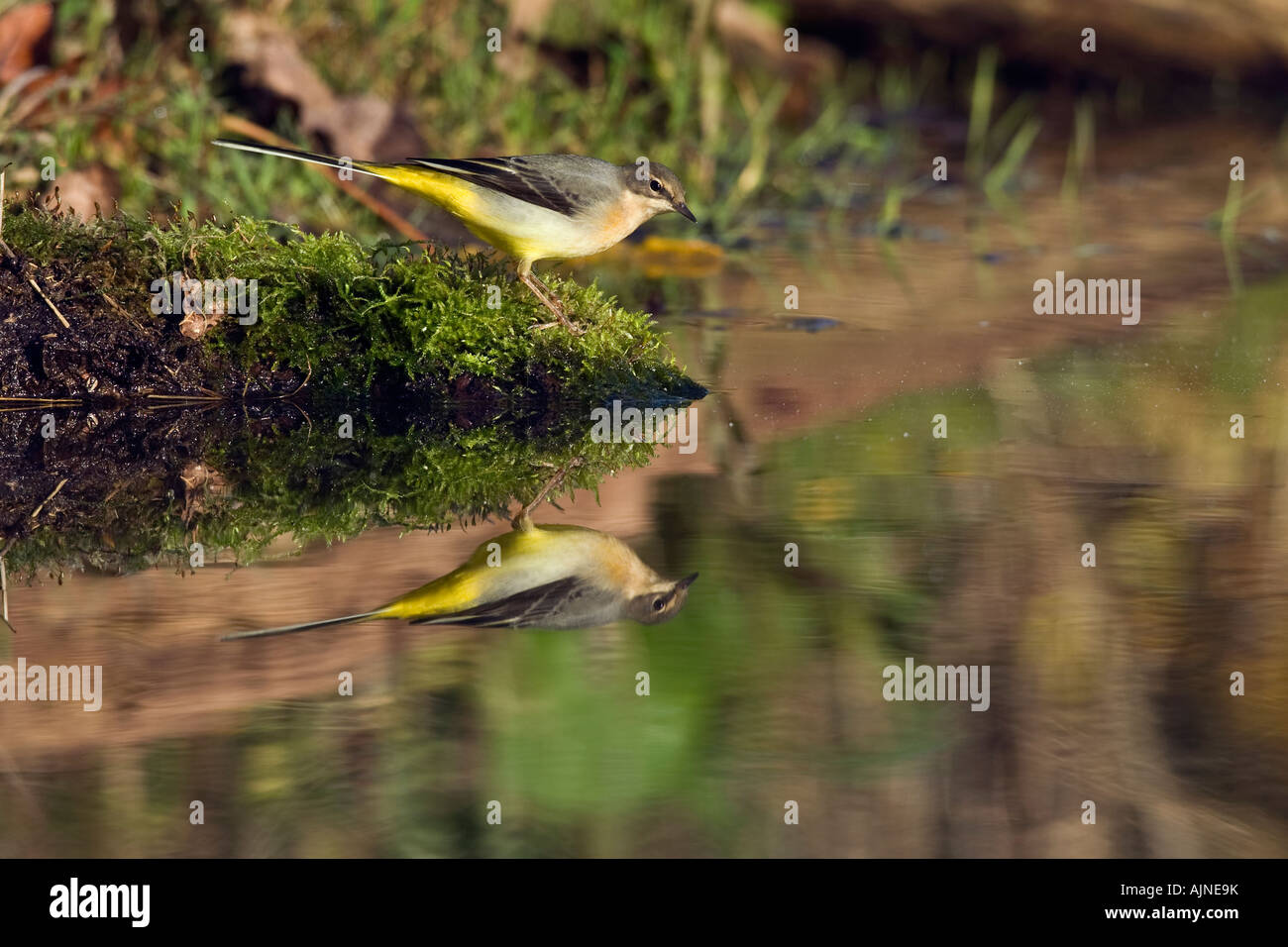 Grey wagtail motacilla cinerea feeding at waters edge with reflection in water Potton Bedfordshire Stock Photo