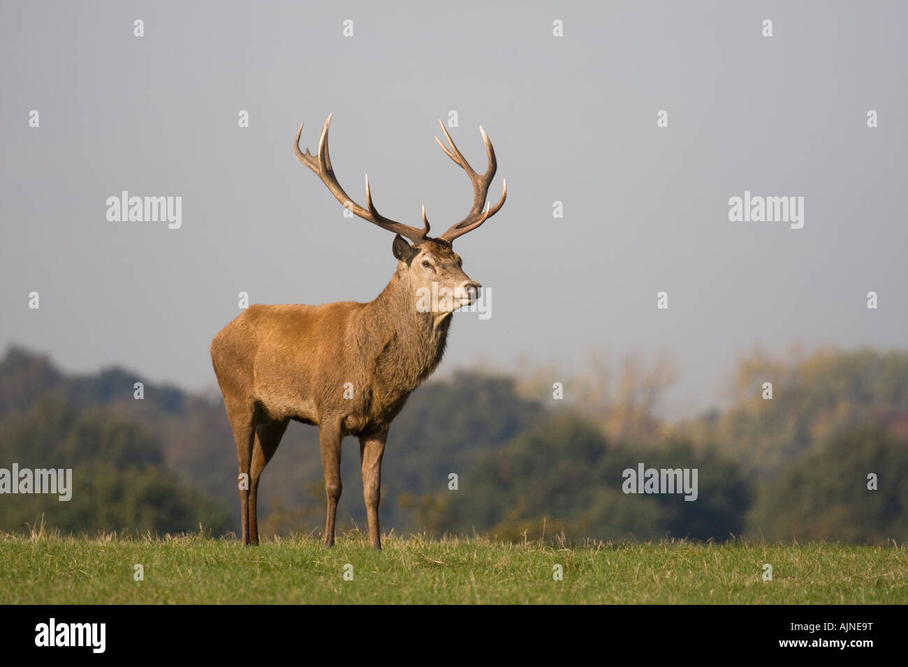 Male Stag deer during rutting mating season Richmond Park, London, UK Stock Photo