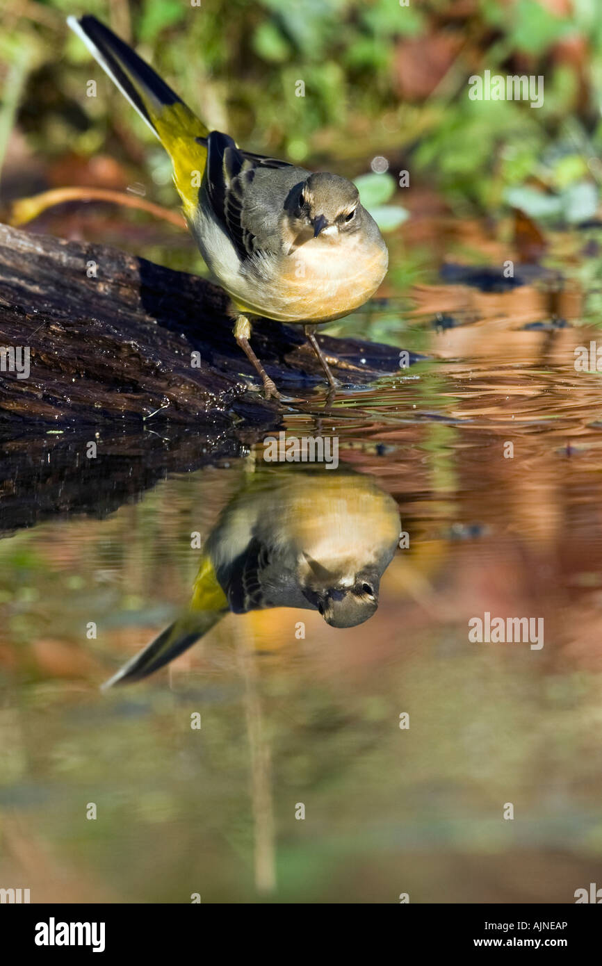 Grey wagtail motacilla cinerea feeding at waters edge with reflection in water Potton Bedfordshire Stock Photo