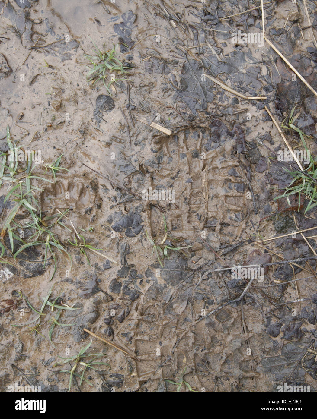 Badger s footprint next to a human footprint Stock Photo