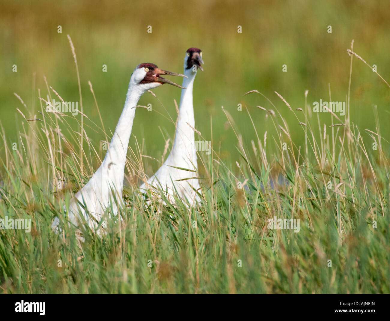 Endangered Whooping Cranes at Necedah National Wildlife Refuge. These