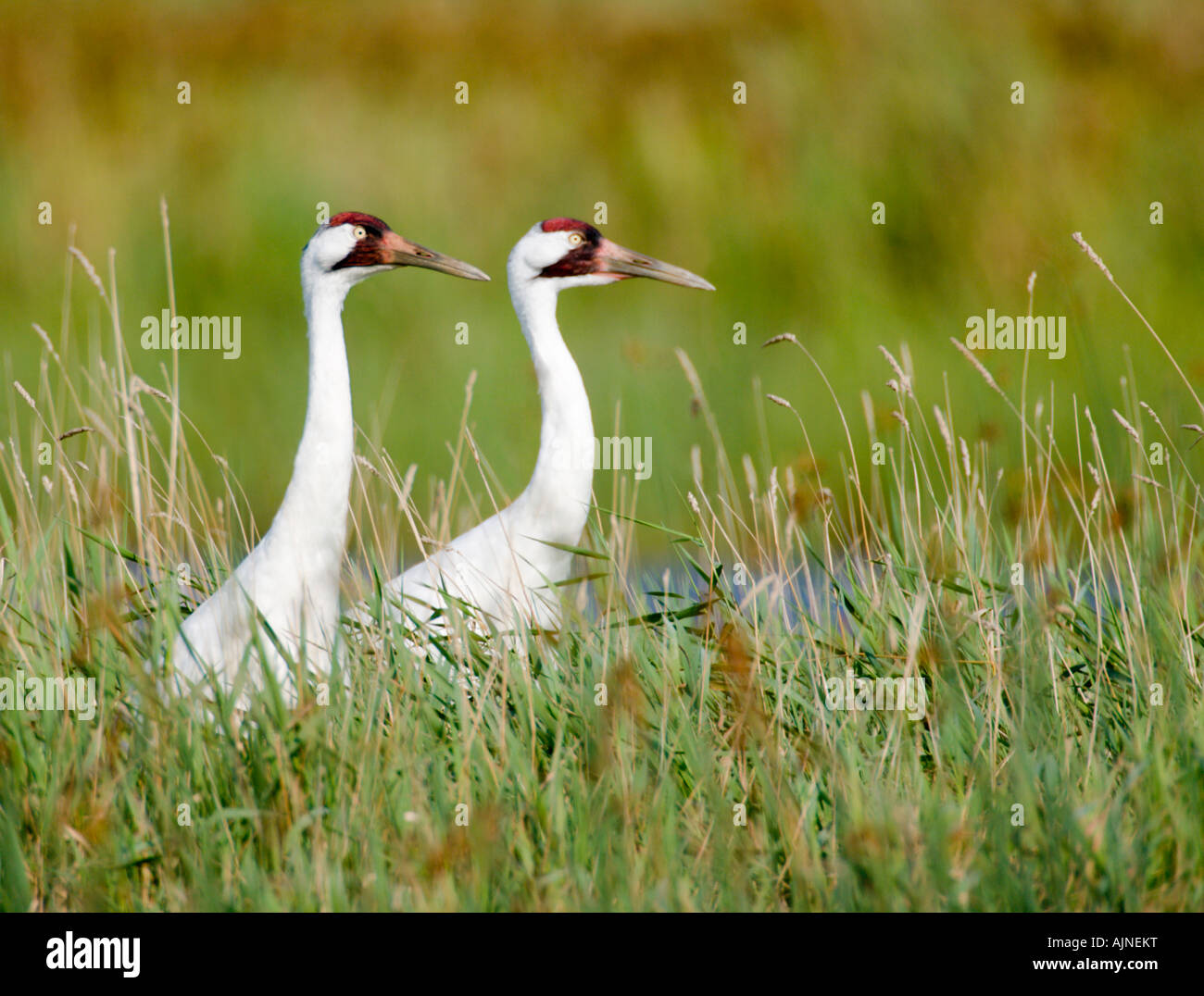 Endangered Whooping Cranes at Necedah National Wildlife Refuge.  These cranes migrate from to Chassahowitzka NWR in Florida. Stock Photo