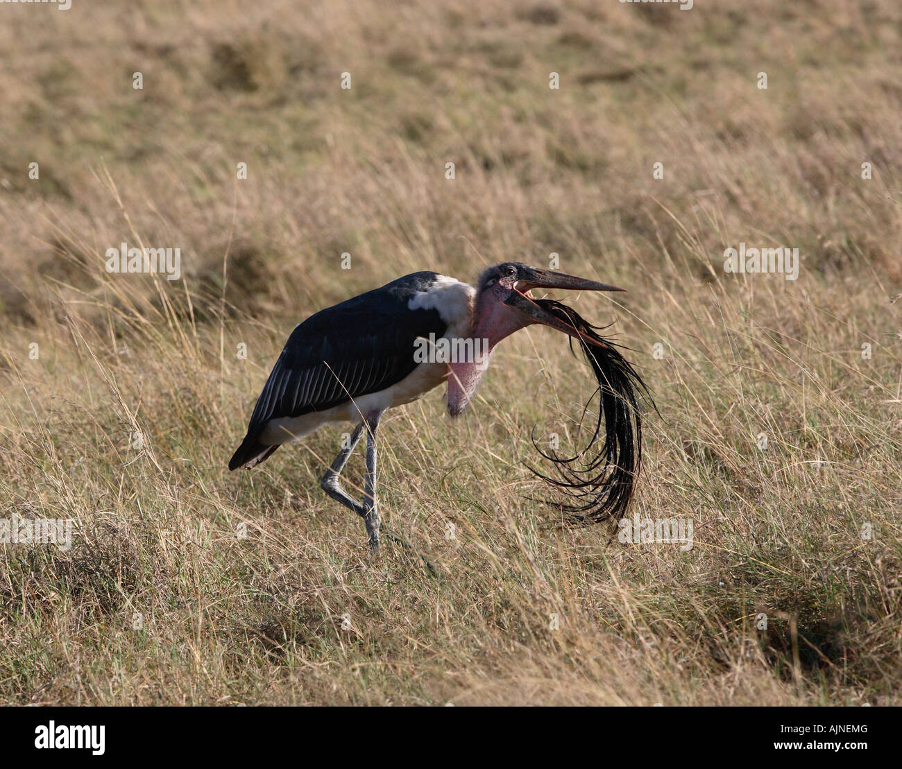 Marabou Stork Eating a Wildebeest Tail Stock Photo