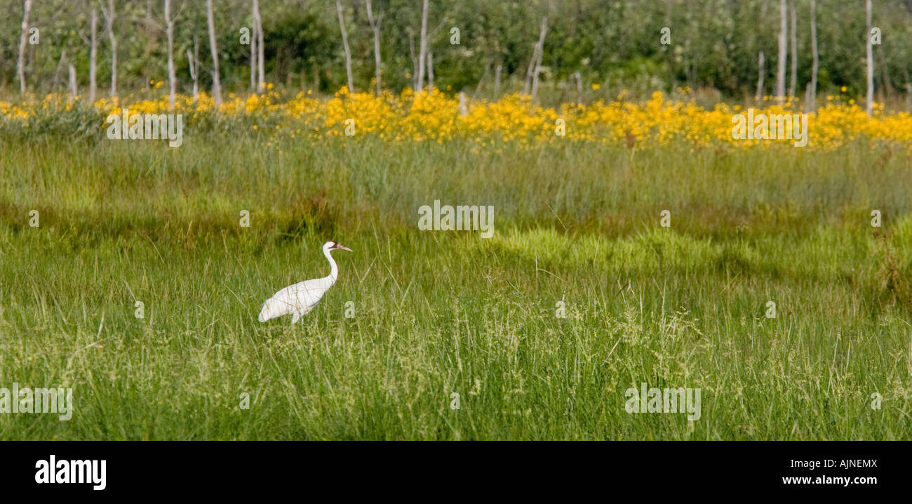 Endangered Whooping Crane at Necedah National Wildlife Refuge. These