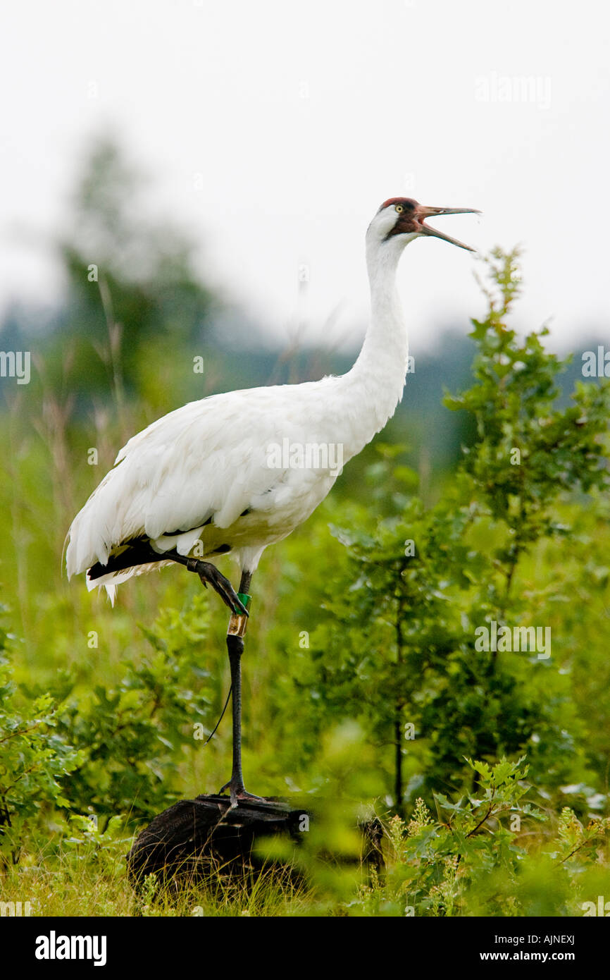 Endangered Whooping Crane at Necedah National Wildlife Refuge. These
