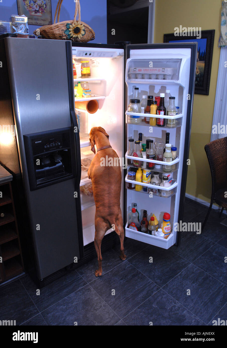 A dog helps himself to an evening snack out of the refrigerator Stock Photo