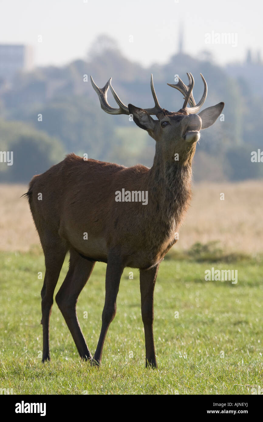 Male Stag deer calling during rutting mating season Richmond Park, London, UK Stock Photo