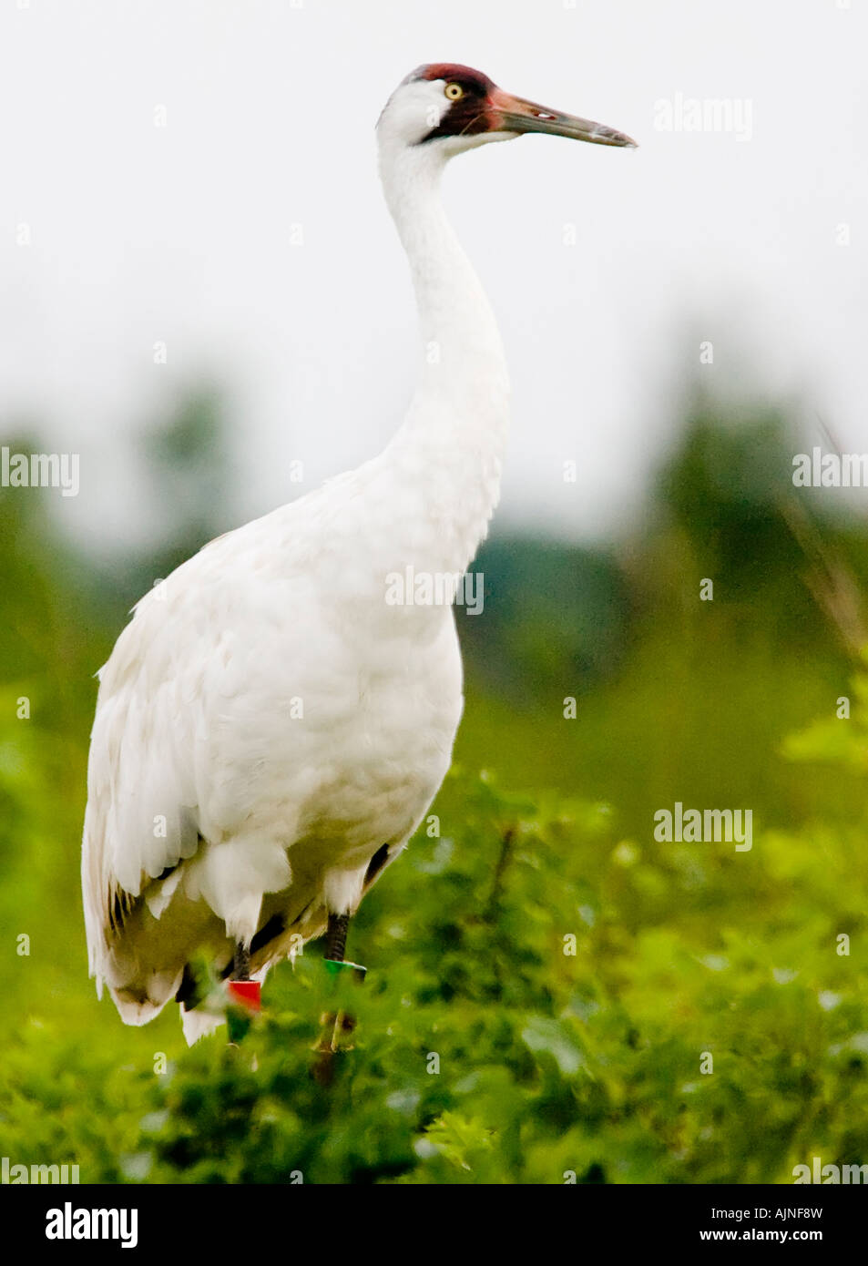 Endangered Whooping Crane at Necedah National Wildlife Refuge. These