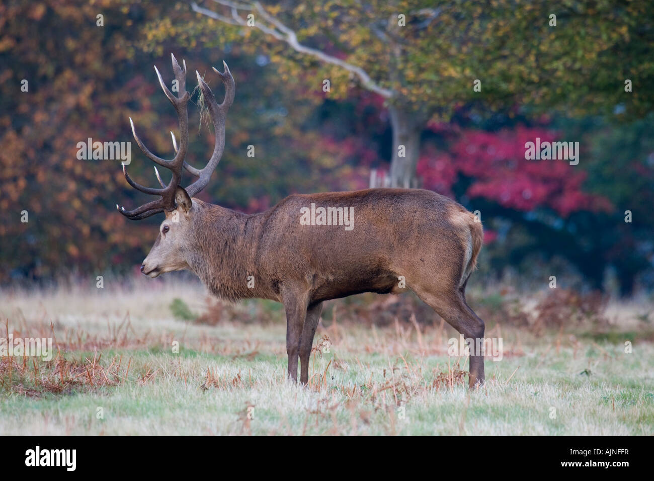 Red deer Richmond Park London England UK Stock Photo