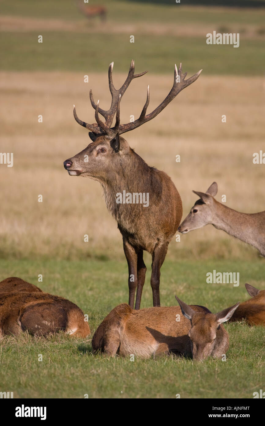 Red deer Richmond Park London England UK Stock Photo