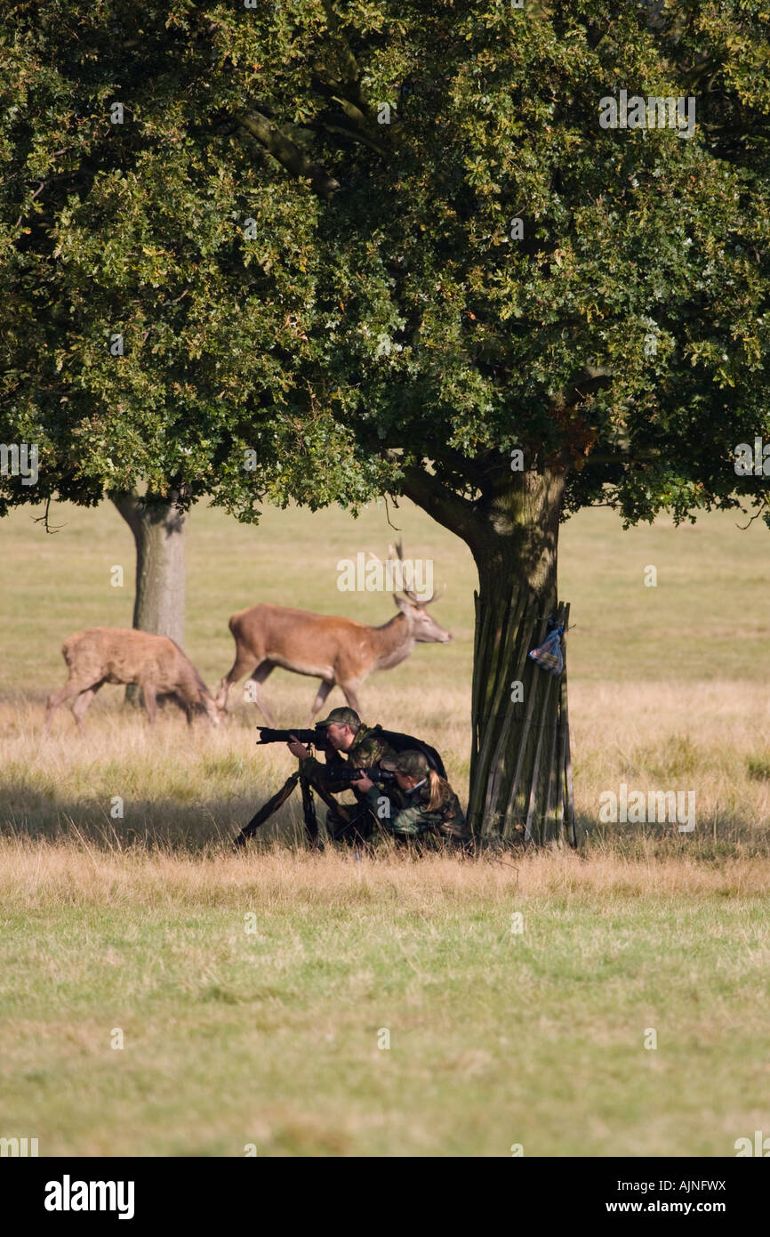 Wildlife photographers taking photographs of Red deers Richmond Park London England UK Stock Photo