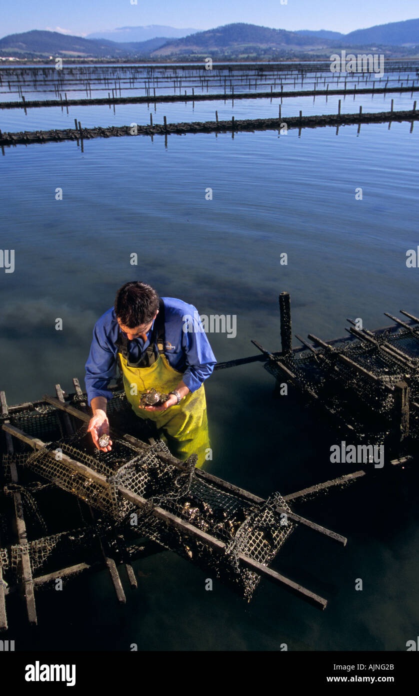 Oyster farm australia hires stock photography and images Alamy