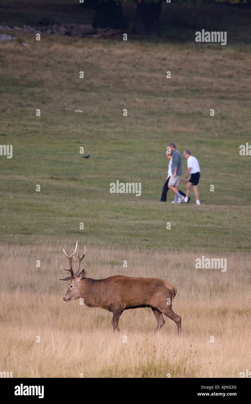 Men, woman and red deer walking Richmond Park London England UK Stock Photo