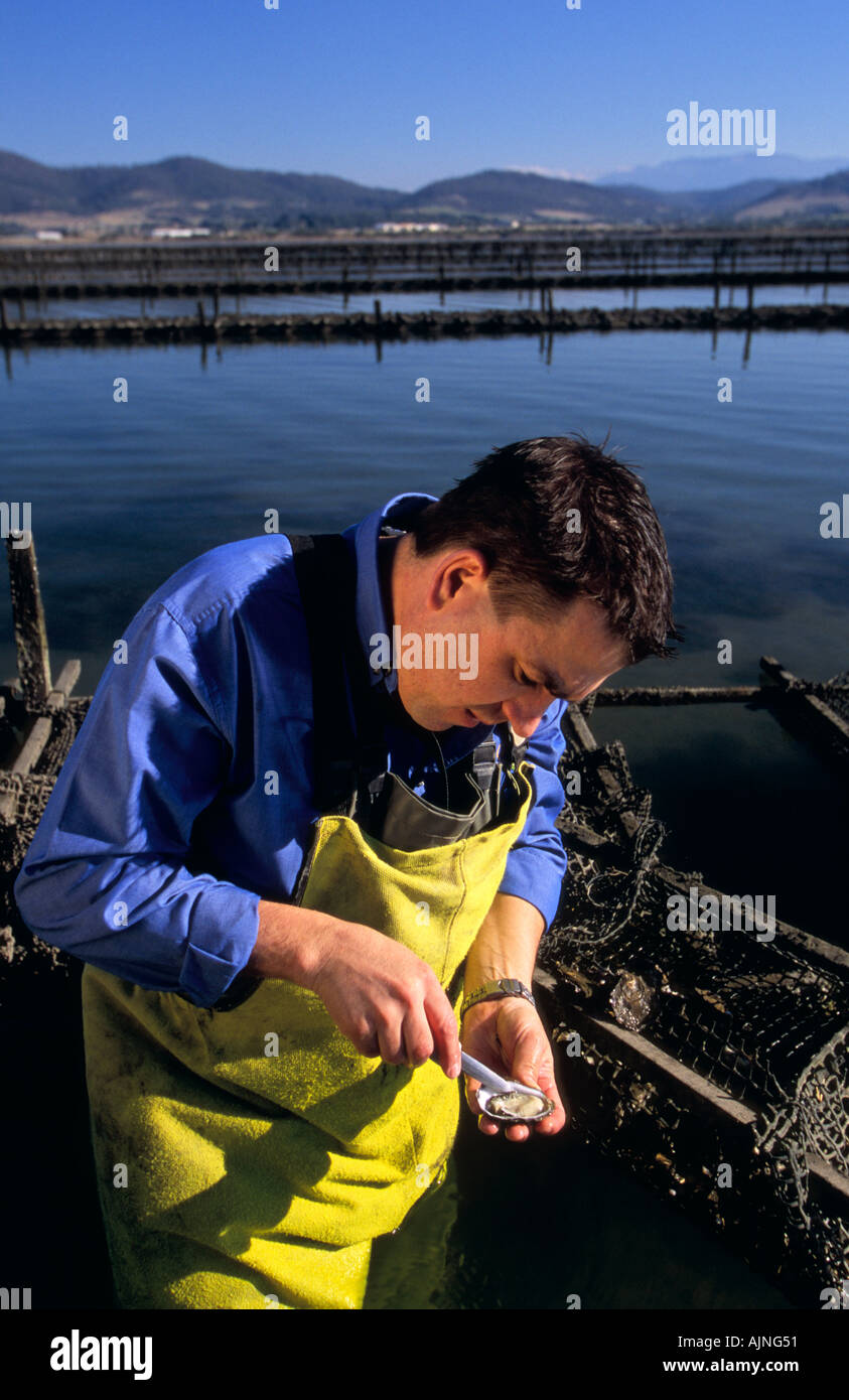 Oyster farm Tasmania Australial Stock Photo Alamy