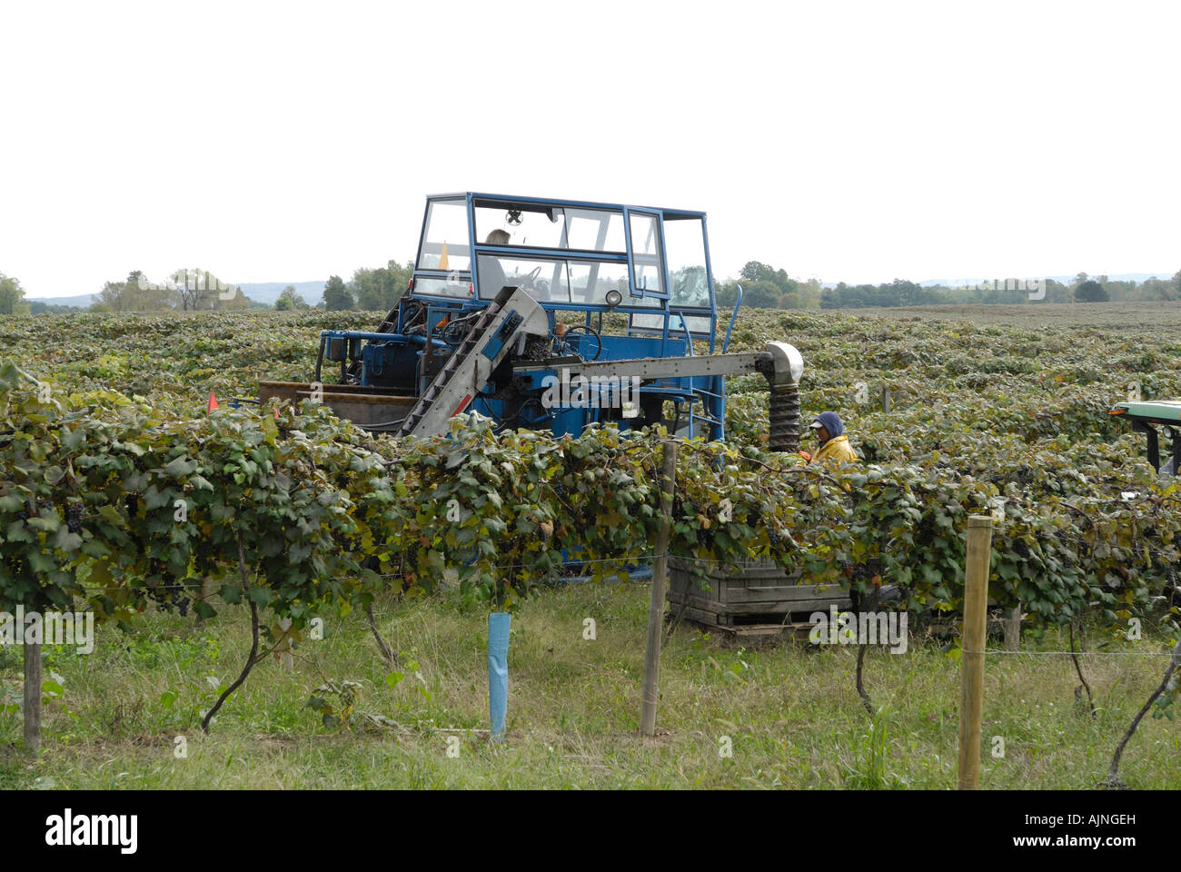 Commercial Grape Picking machinery Stock Photo