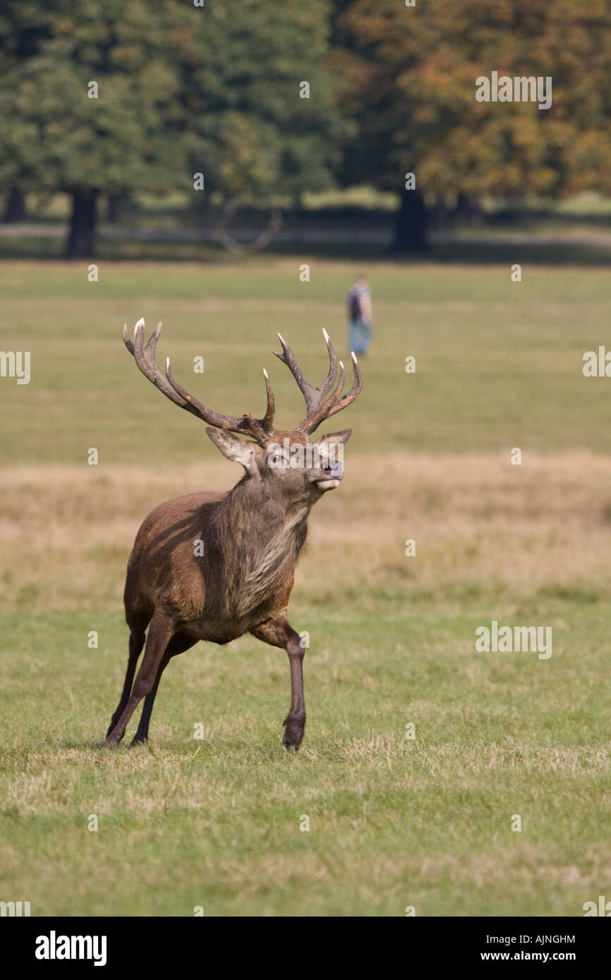 Red deer and man walking in the background Richmond Park London England UK Stock Photo