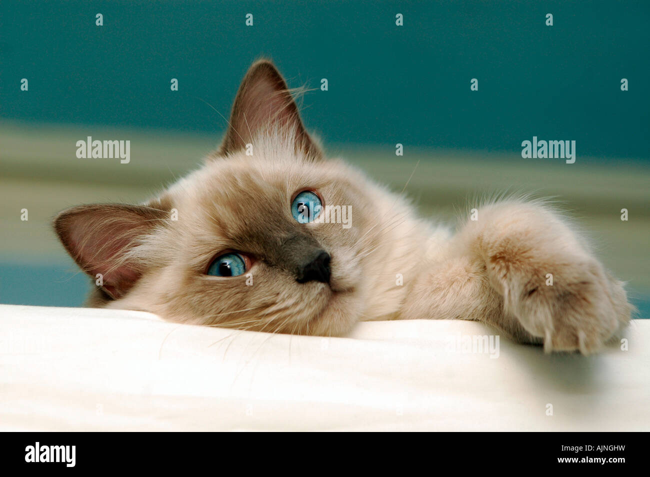 Young cute ragdoll cat kitten Stock Photo