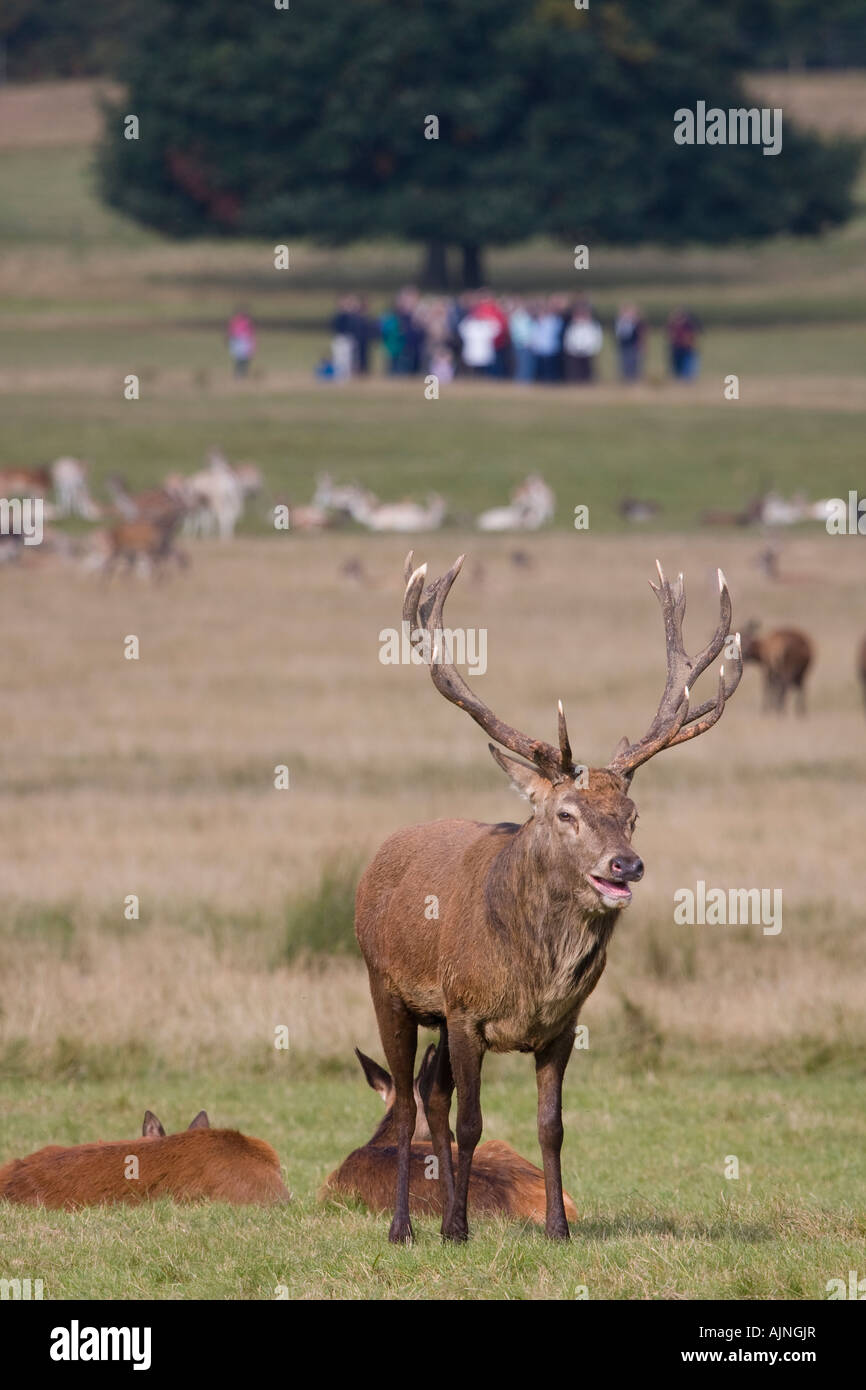 Red stag deer and group of people in the distant background Richmond Park, London, UK Stock Photo