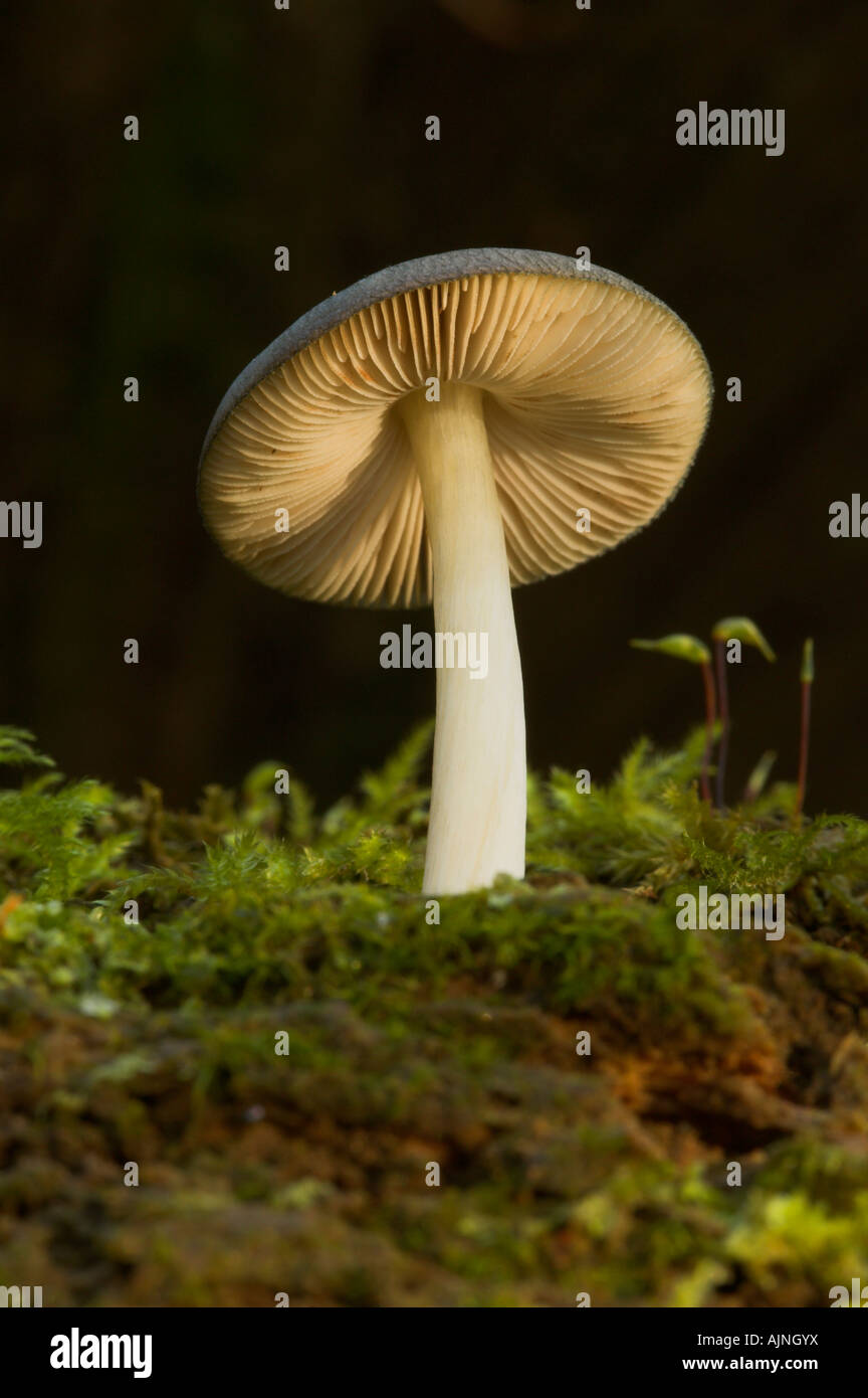 woodland fungi Stock Photo