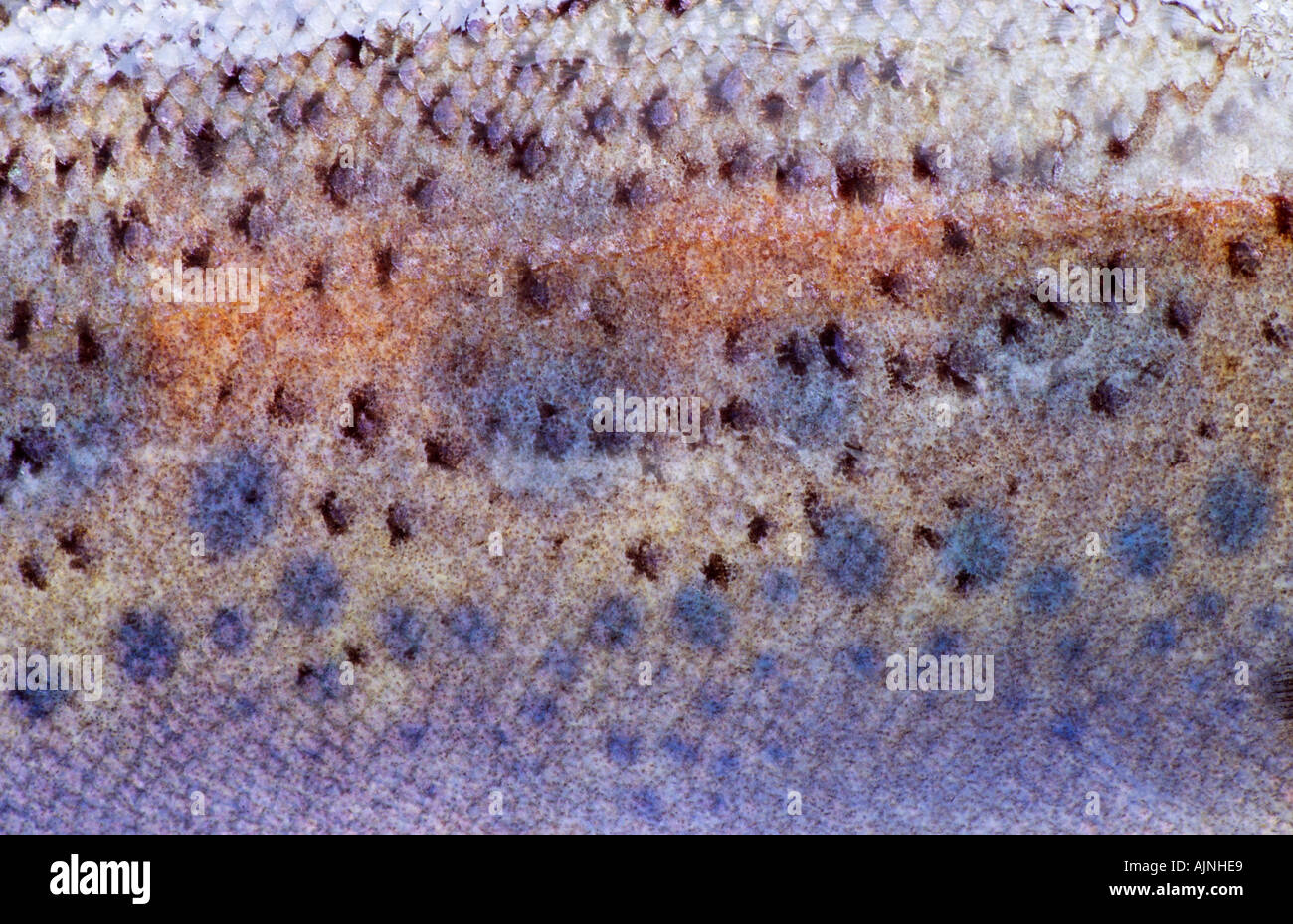 Rainbow trout fish skin and scales Australia Horizontal Salmo