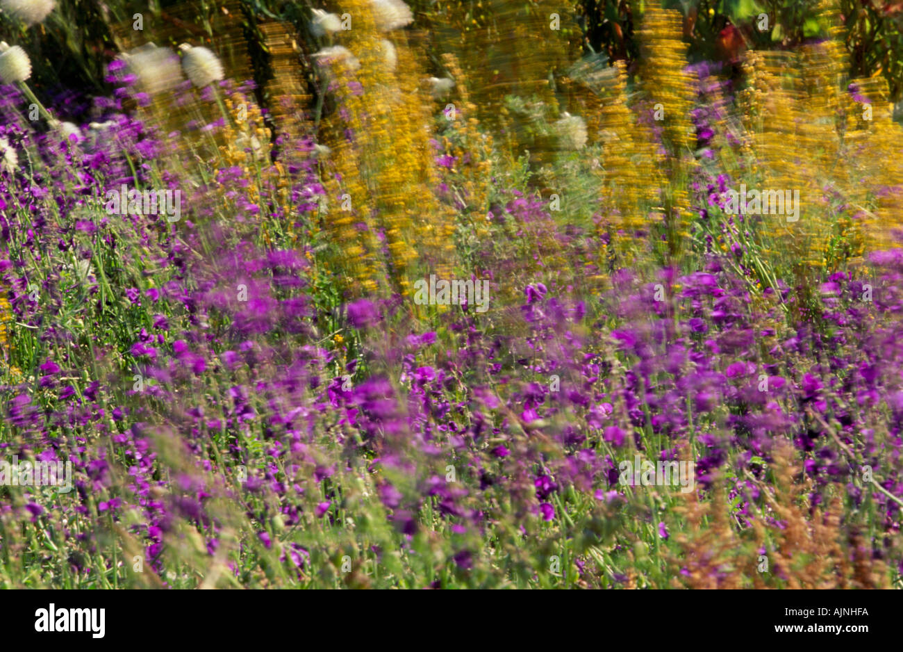 Roadside wildflowers Murchison River, Western Australia, Horizontal, Stock Photo