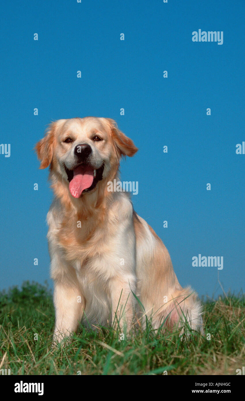 Golden Reyel Golden retriever sitting panting on hi-res stock photography and images ...