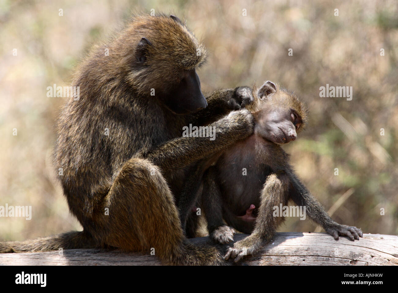 Adult Baboon - Papio hamadryas Preening Youngster Stock Photo