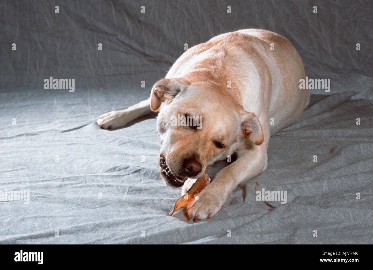 Labrador Retriever yellow rawhide bone Stock Photo Alamy